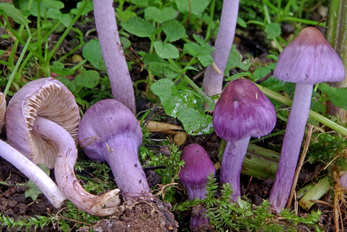 inocybe-geophylla-white-fibrecap